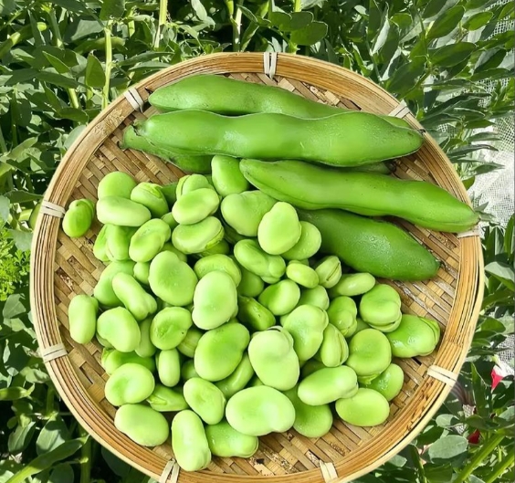 蚕豆饱满度分析