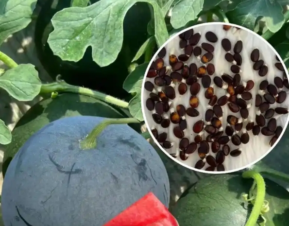 西瓜籽产地溯源