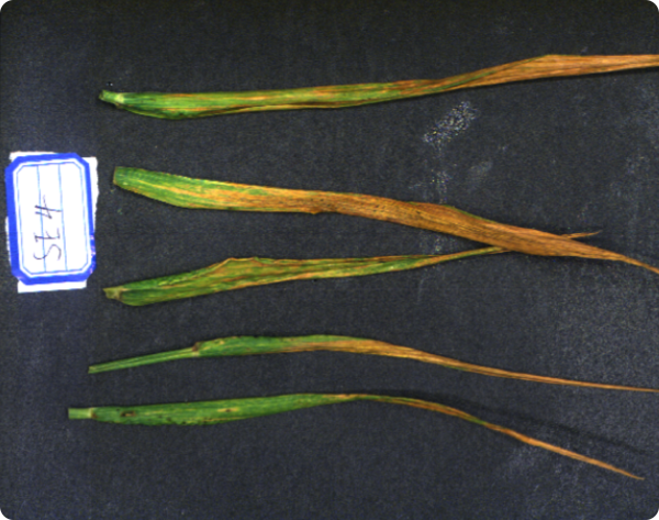 小麦叶片,植被指数反演,光谱数据采集