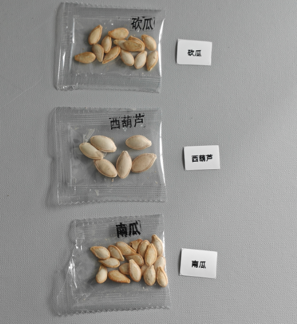 南瓜种子样品1.png