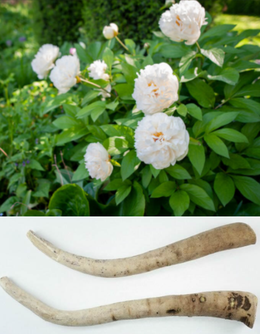 白芍成品.png