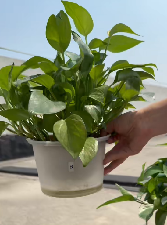 绿植样品1.png